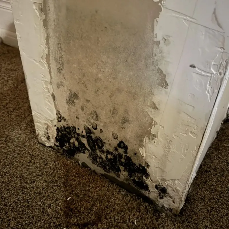 Professional Mold Removal in Whitesboro, TX
